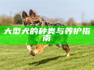 大型犬的种类与养护指南