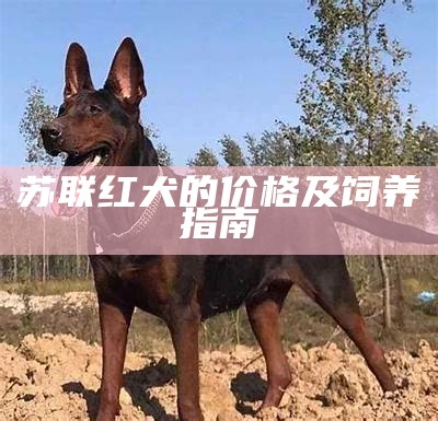 苏联红犬的价格及饲养指南