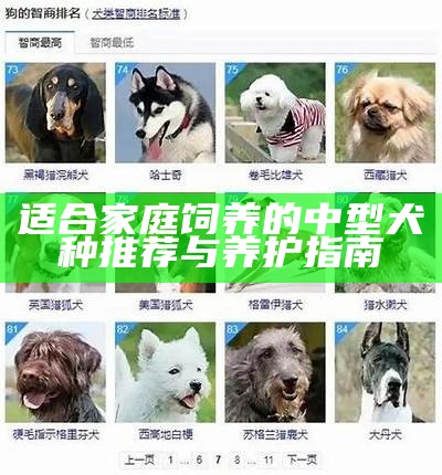 适合家庭饲养的中型犬种推荐与养护指南