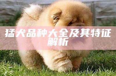 猛犬品种大全及其特征解析